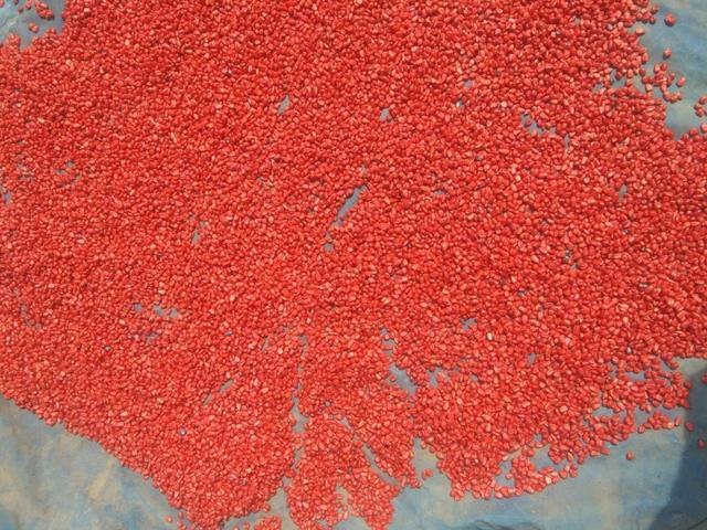 玉米种子一斤多钱,玉米种子6块一斤