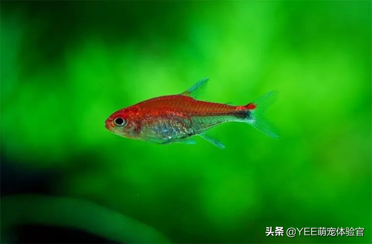 2cm级迷你灯鱼，好品相挤不进热门榜