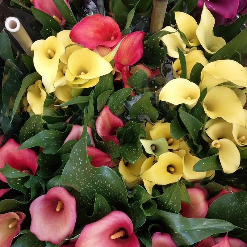 马蹄莲要怎样才能多开花,马蹄莲开花的正确方法