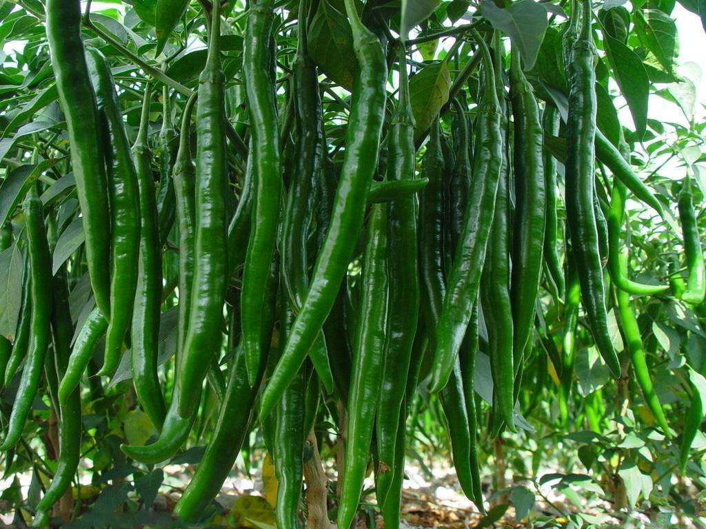 辣椒辣到手怎么做可以快速消除,辣椒辣到手有什么可以缓解