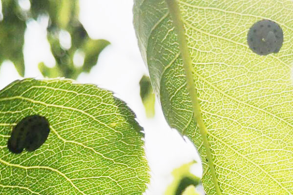 梨树下面的土壤能杀死什么虫,梨树黄粉虫前期图片