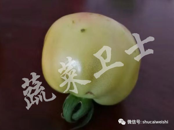 番茄果实畸形,西红柿花叶病毒对果实影响