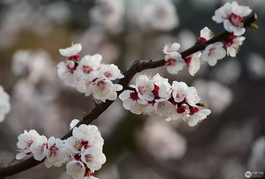 清明去哪儿玩|盘点那些值得打卡的北京周边小众景点！