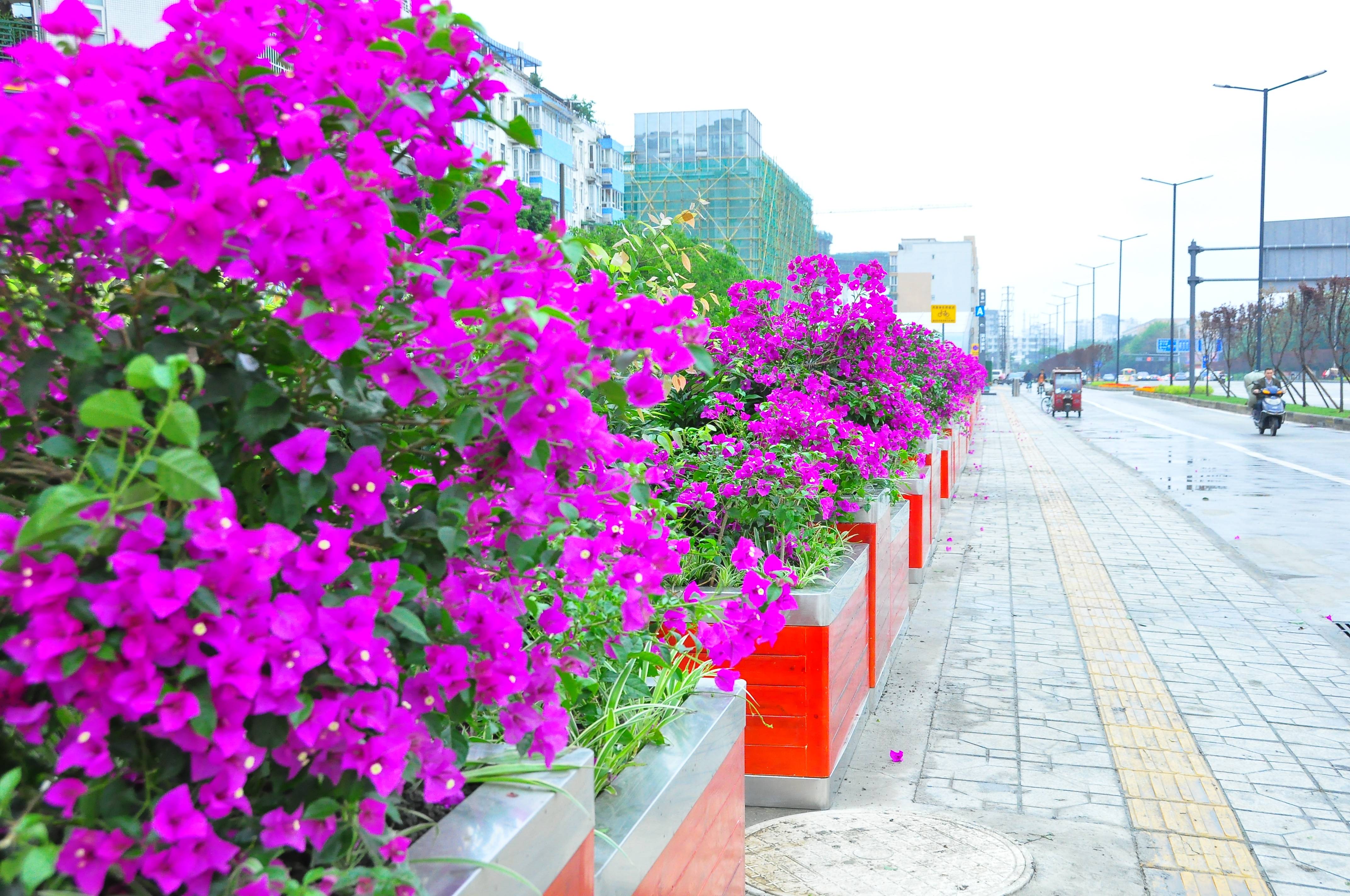 行道树“美容”、鲜花环绕.....双流的街道，你变了！