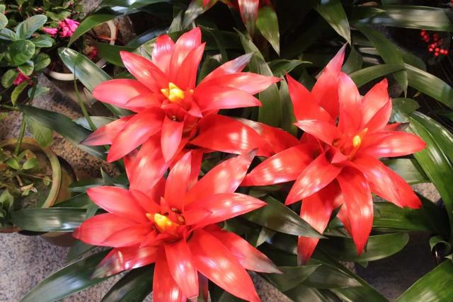 鸿运当头怎么养才能养好,鸿运当头怎么养才会长得好