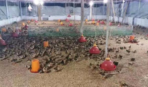 治鸡啄癖方法,怎么除鸡啄癖