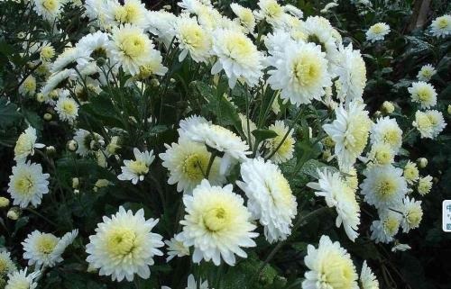 菊花烘干生产厂家,菊花烘干烤箱要多少度