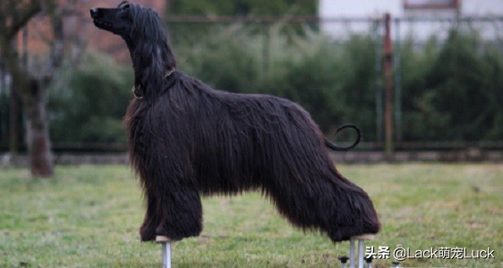 适合新手养的猫犬,猫常见的几类品种