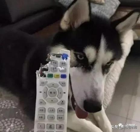 哈士奇粘鼠板,粘鼠板粘哈士奇