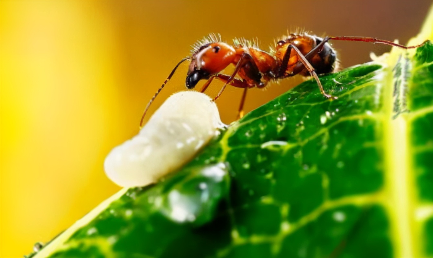 红蚂蚁造成多少人死亡,红蚂蚁危害多少省份