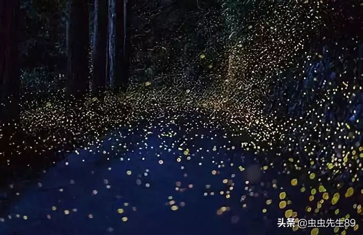 昆虫为什么会被灯吸引,吸引昆虫的灯光