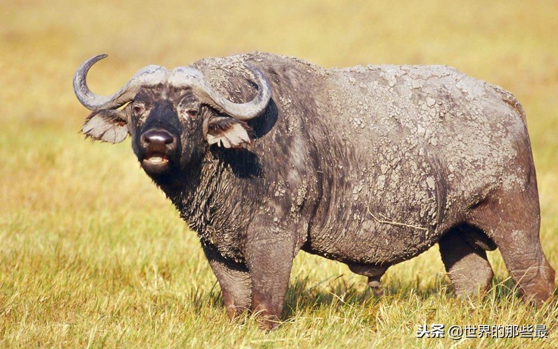 野牛为什么容易受到狮群攻击,野牛能战胜狮子吗