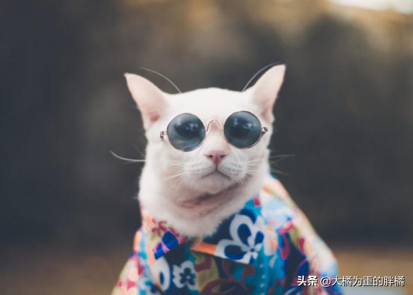 猫咪抗拒洗澡怎么给猫咪洗澡,猫咪抗拒洗澡怎么办