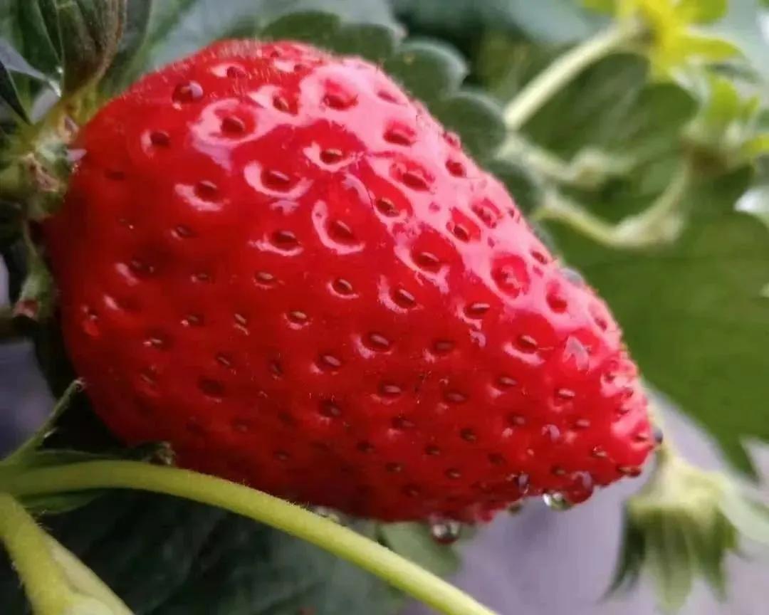 草莓哲理散文,草莓精美散文