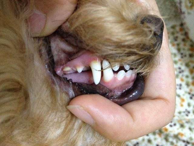 狗狗体内有寄生虫是怎么样的表现,狗狗体内寄生虫离开体内能活多久