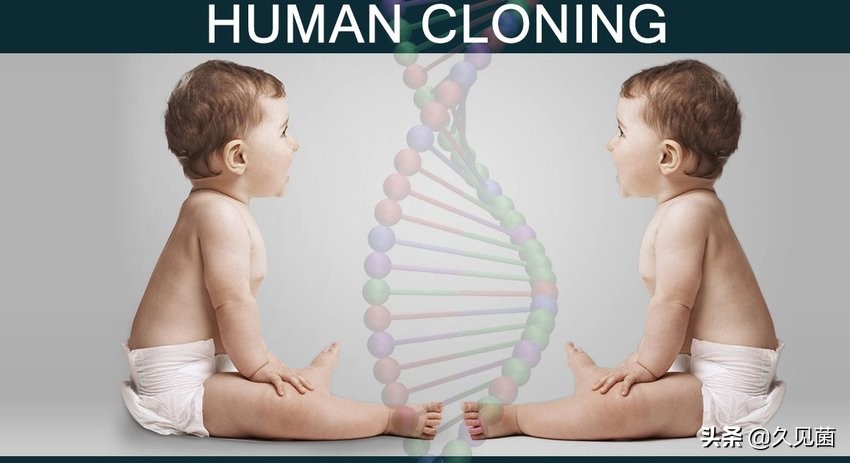 两个卵子能孕育生命吗,两个卵子能不能生育