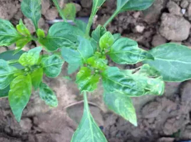 为什么种的辣椒越来越蔫,辣椒种植管理技术辣椒卷叶