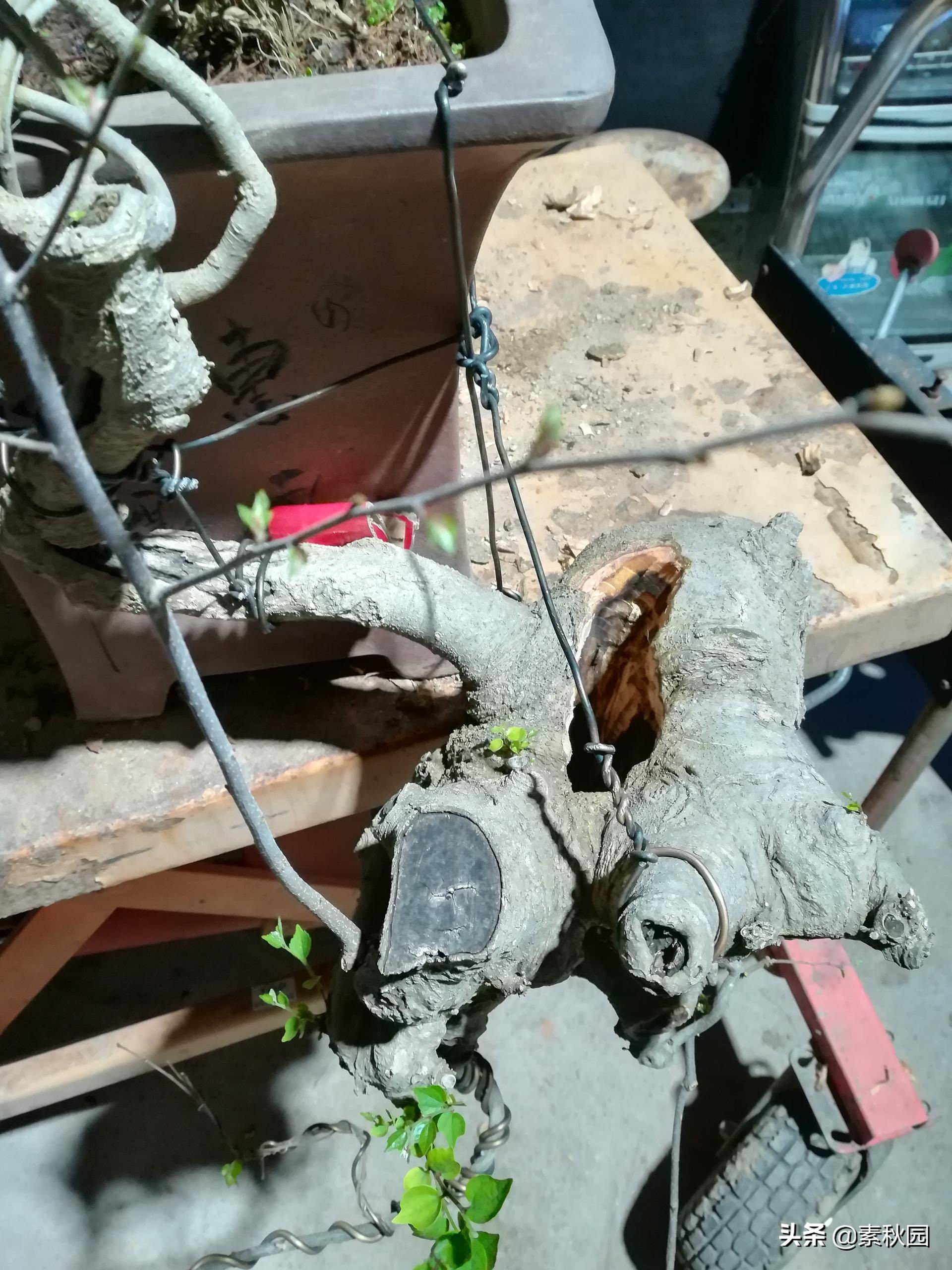 朴树盆景老桩夏季采挖与养坯,各种精品朴树盆景熟桩