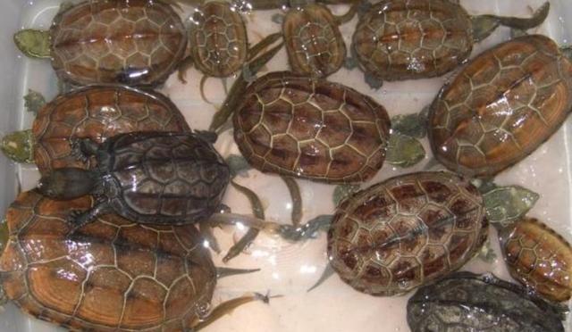 中华草龟该怎么养,养中华草龟成本和利润