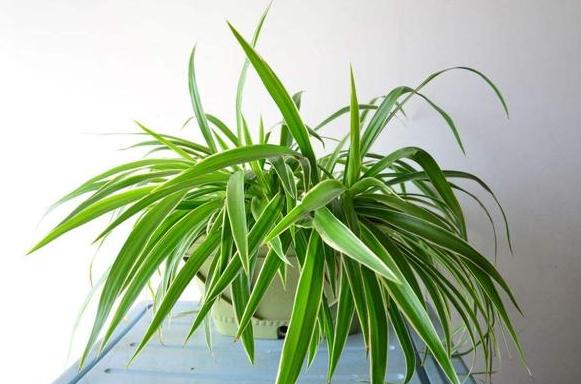 怎么养吊兰能长得好？做到这5点，盆栽观赏价值贼高