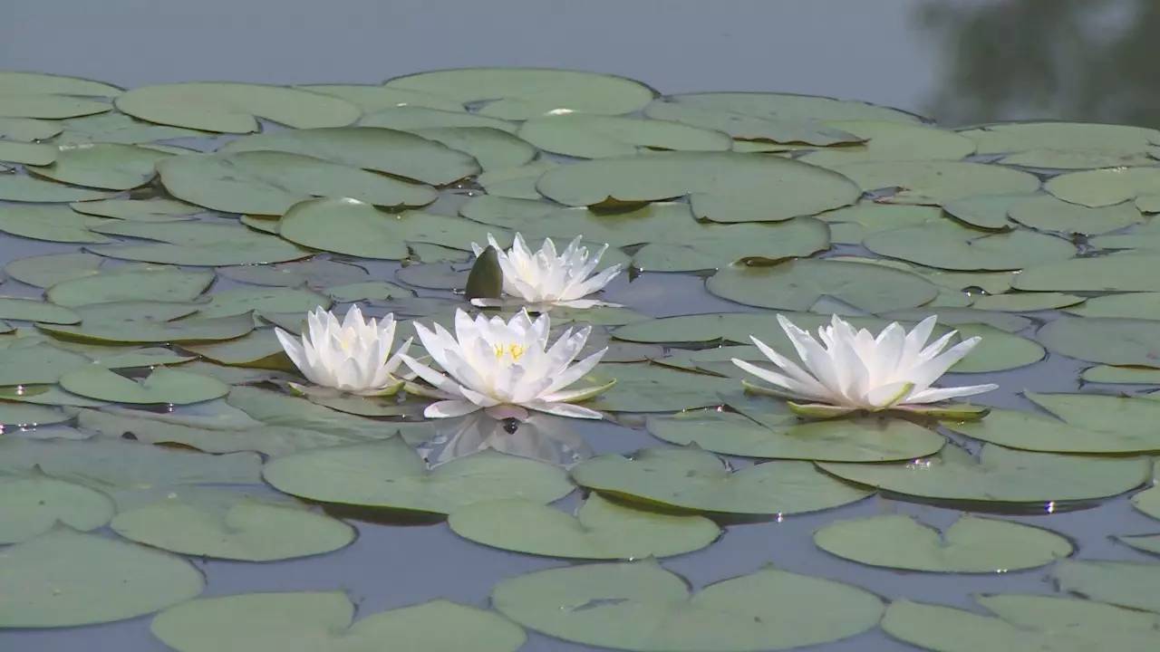 游戏中的藏头诗和藏尾诗,游戏古诗名称简短好听