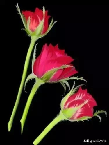 5201314，送你999玫瑰花，祝你爱情甜甜蜜蜜