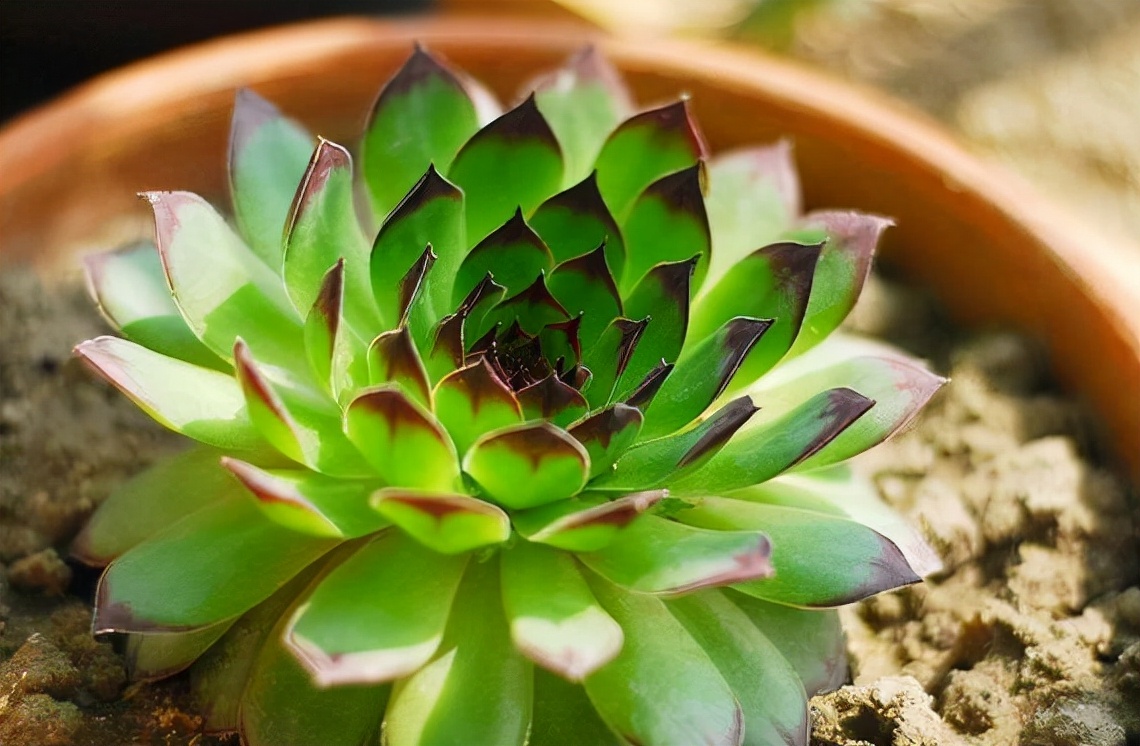 多肉怎么养才能爆盆观音莲,多肉植物观音莲养殖方法