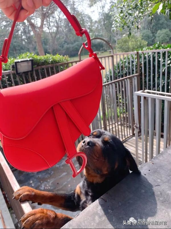 超好看的宠物包,好看又大的宠物包