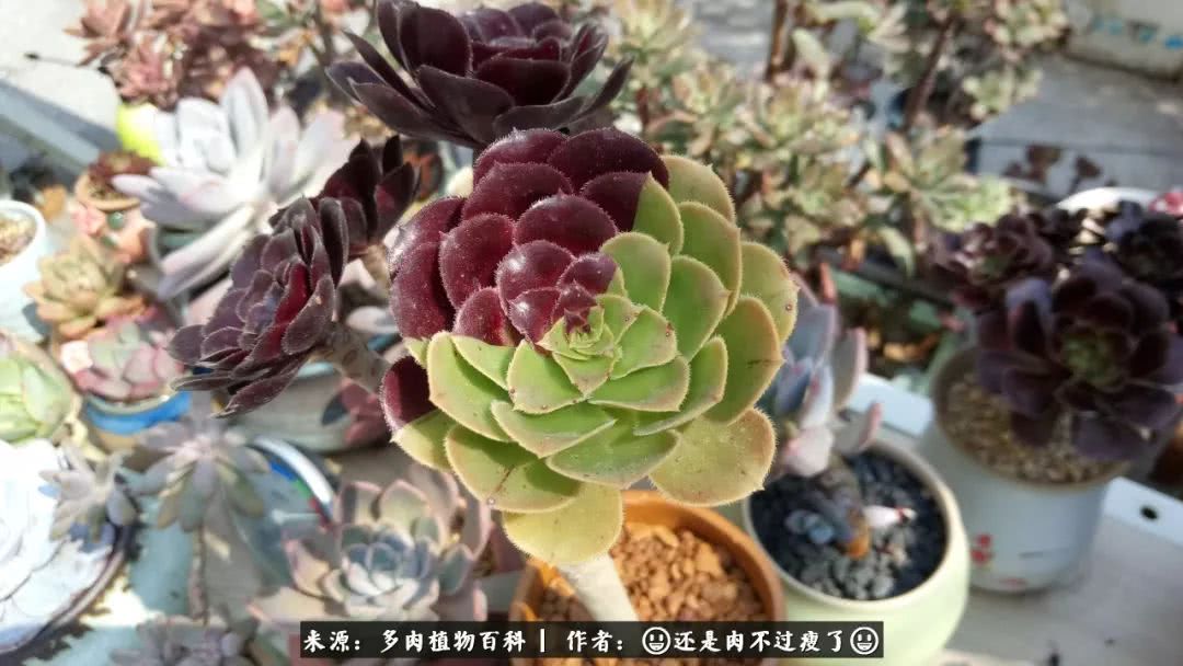 日照弘一法师,日照法师请师父