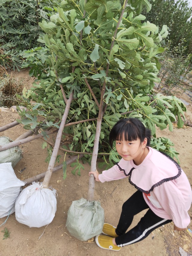 无花果用什么土壤种植,无花果盆栽种植方法图