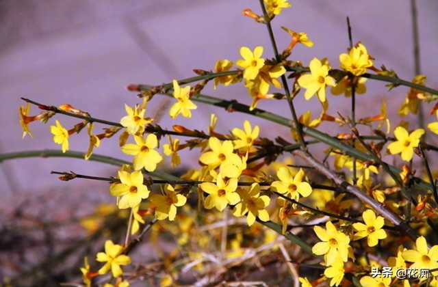 迎春花养殖的技巧,迎春花养殖的方法和注意事项