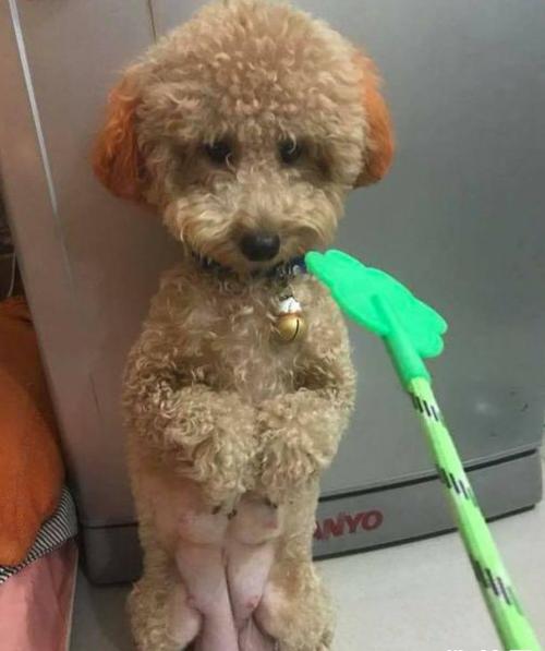 如何惩罚咬人的泰迪,泰迪犯错了怎么惩罚它最好