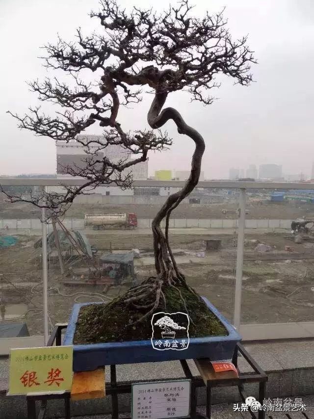 以根代杆下细上粗式盆景图片,各种老根盆景