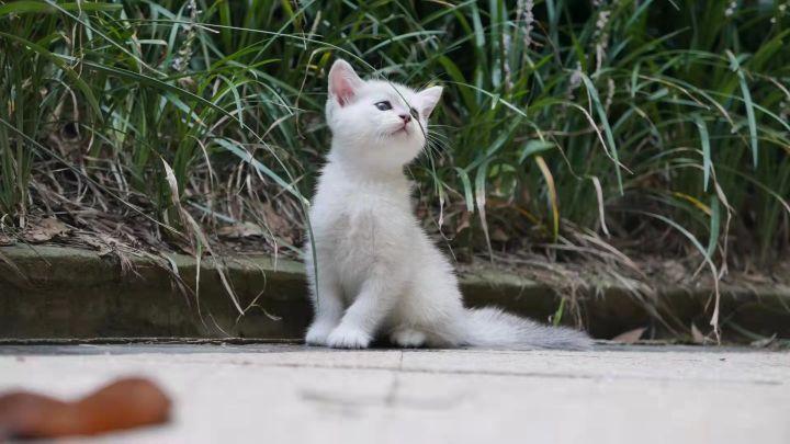 猫舍小猫卖不掉怎么办,家里的小猫养不了应该怎么处理