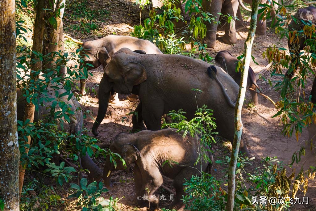 西双版纳自驾游不花钱的景区,云南西双版纳旅游攻略必去景点
