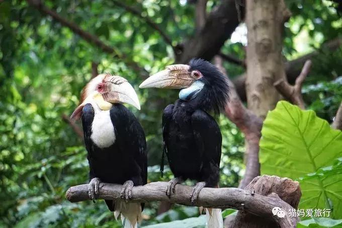 广州长隆野生动物园全程步行攻略,2天游玩广州长隆野生动物园攻略
