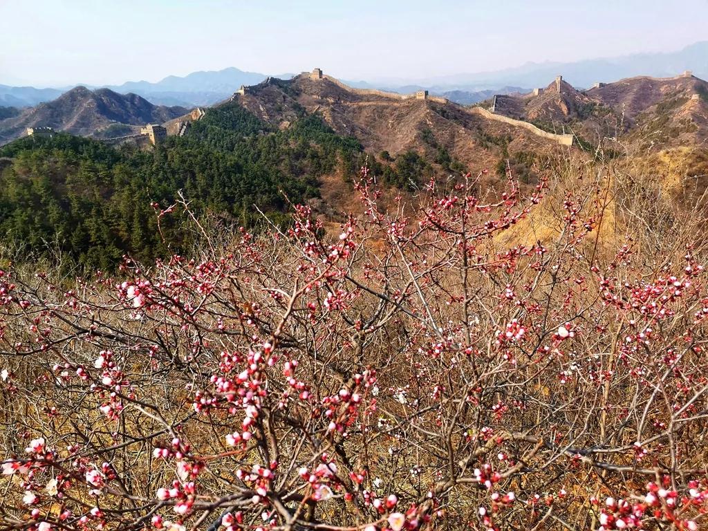 云游江山赏美景,云游花花世界欣赏杜鹃花