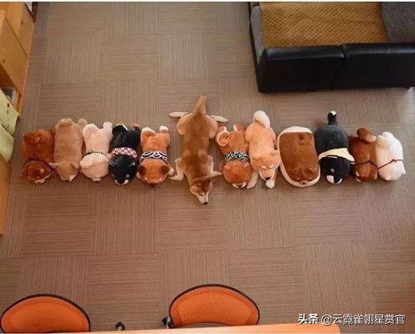 把柴犬放在一堆柴犬玩偶里,日本两只柴犬