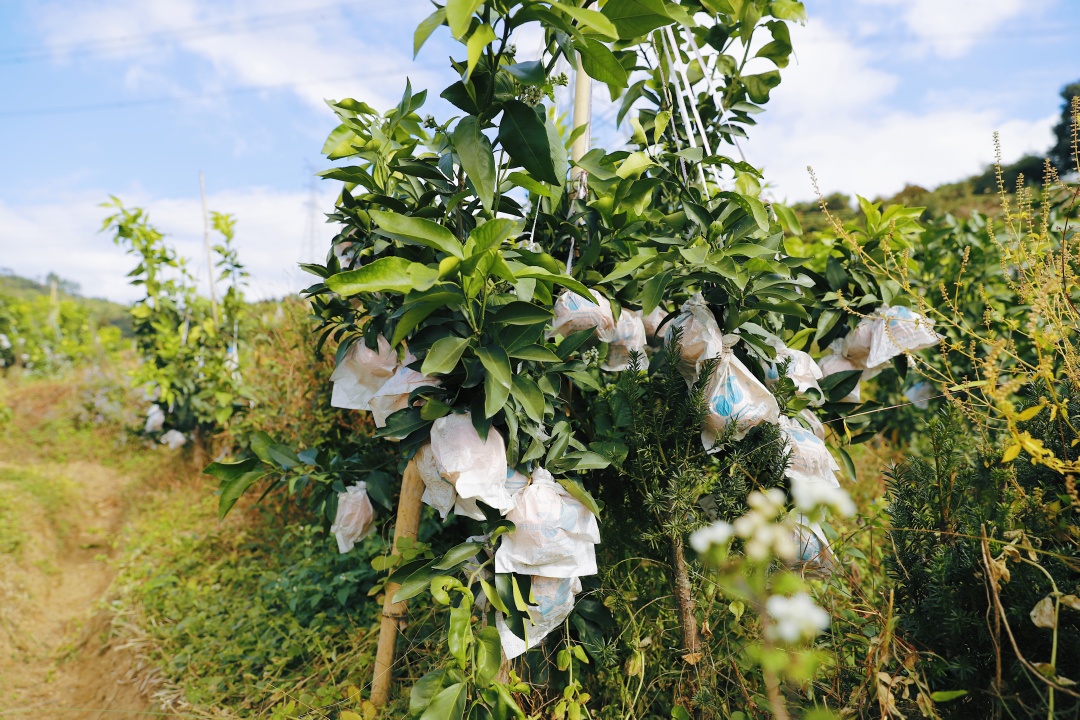 连江长龙美人橙,连江长龙红美人柑橘