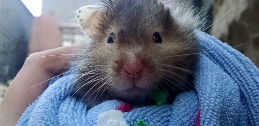 仓鼠老年期注意些什么事项,老年仓鼠该怎么对待他们