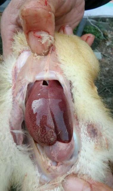 慢性鸭肝炎,每天零星伤亡鸭子,很烦人怎么办?