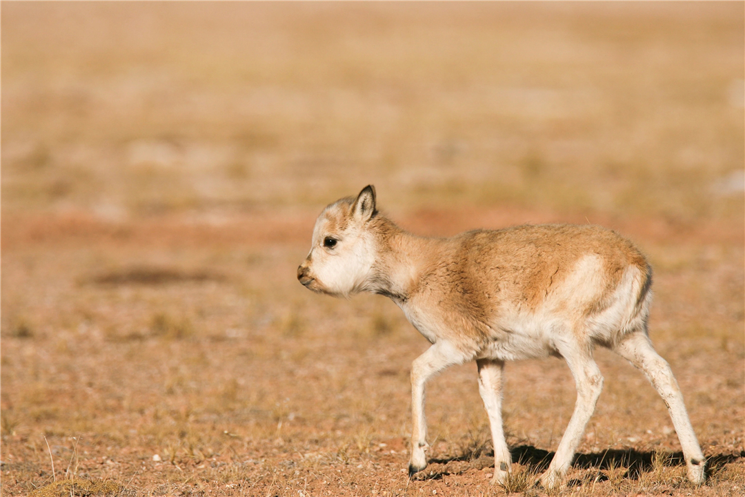 藏羚羊濒临灭绝的现状,现如今藏羚羊面临的危险处境