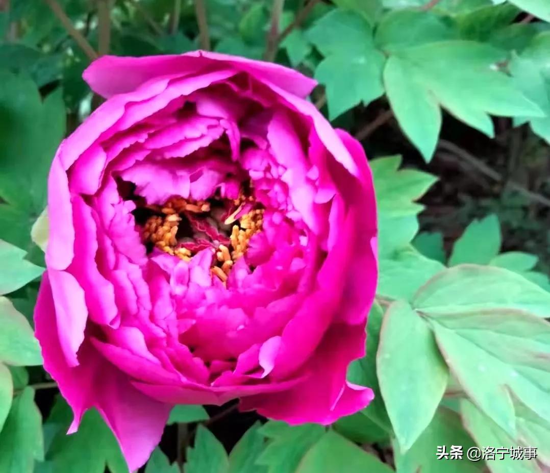 洛阳洛宁张便玲——清明游洛宁滨河公园