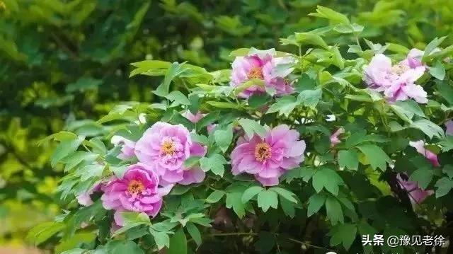 南阳赏花最佳地点,南阳春天赏花的地方有哪些推荐