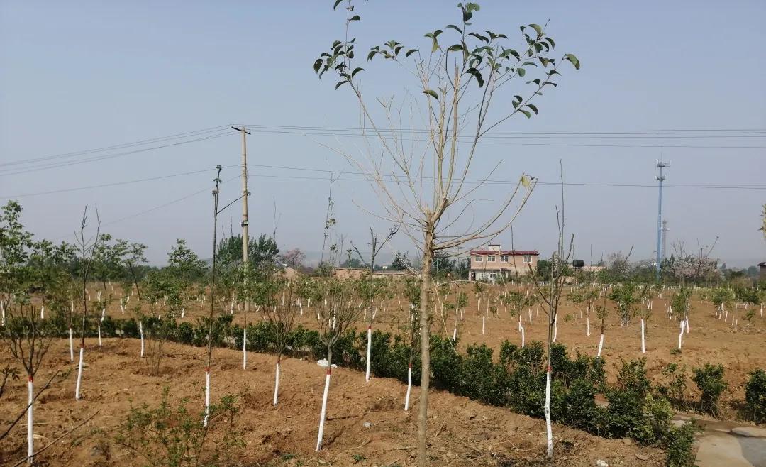 峰峰矿区哪个乡镇最好,峰峰美丽乡村都有哪些