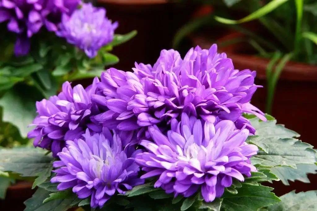 蓝紫色花系植物,蓝紫色系花境植物