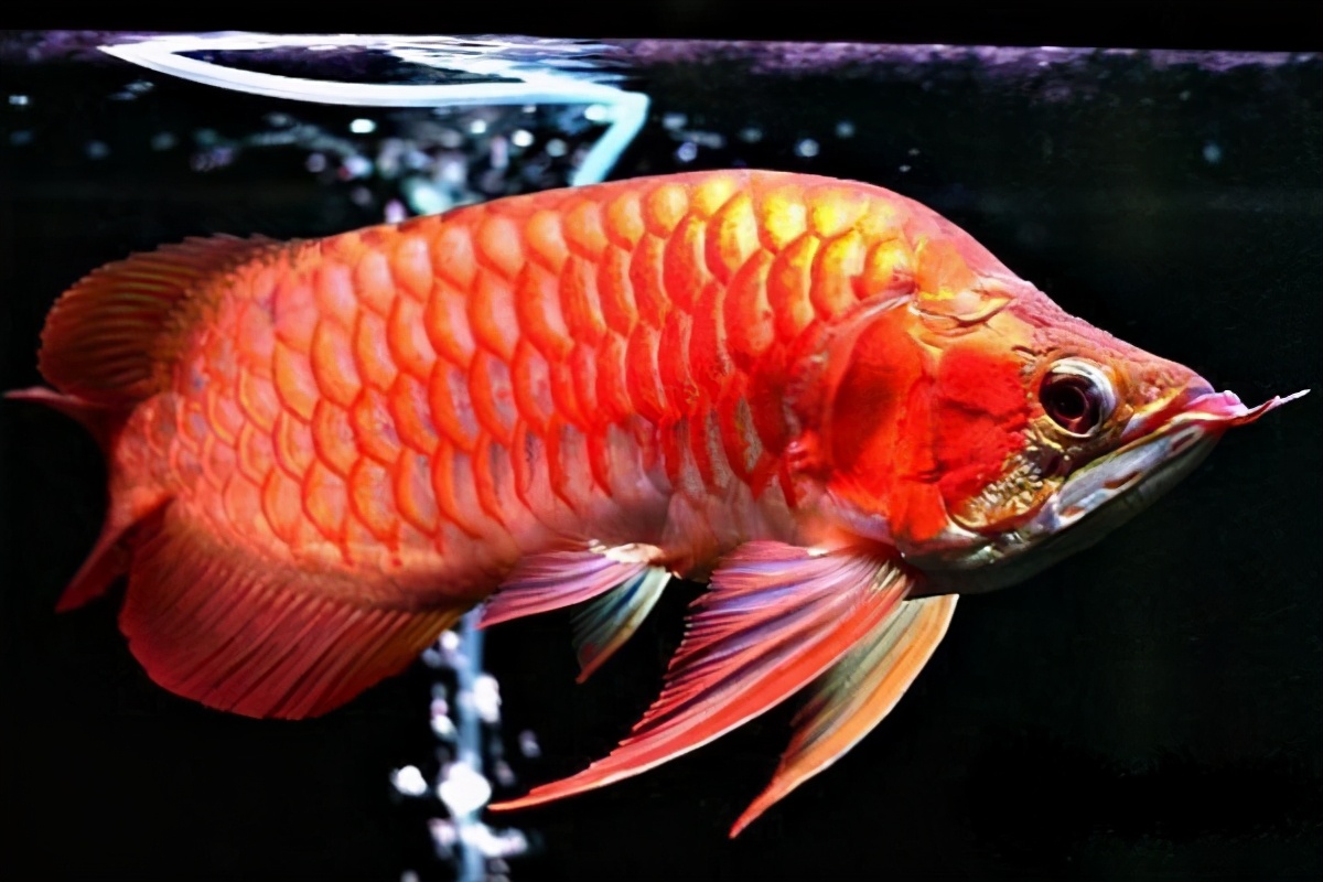 龙鱼肠炎治愈案例,龙鱼肠炎怎么治疗最有效