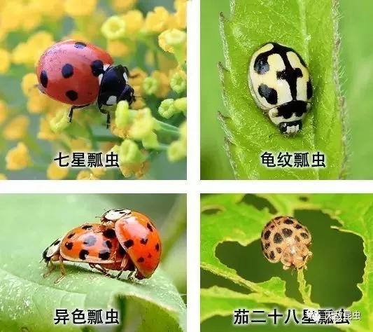 瓢虫害虫的防治方法,瓢虫害虫怎么防治