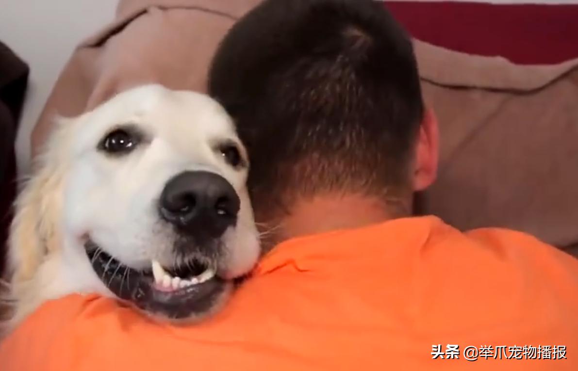 狗狗拥抱你,狗狗拥抱太阳满满的正能量