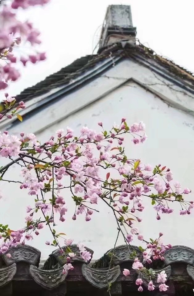 鍘熷垱鑸炶箞钀借姳,纰庡奖鍘熷垱